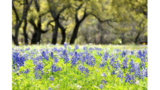 Hoa mũ len xanh ở Texas, Mỹ